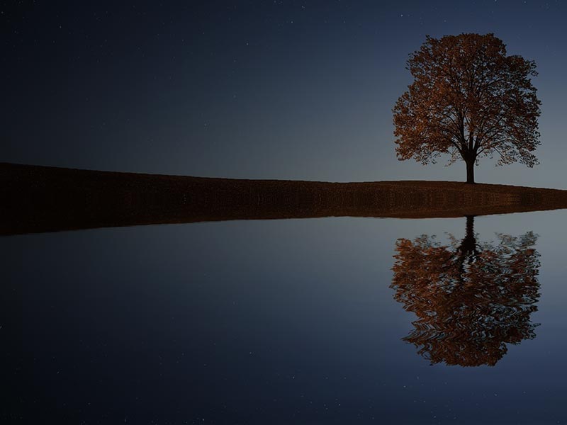 Backup-Lösungen für Unternehmen: dargestellt durch einen Baum, welcher sich in einem See spiegelt